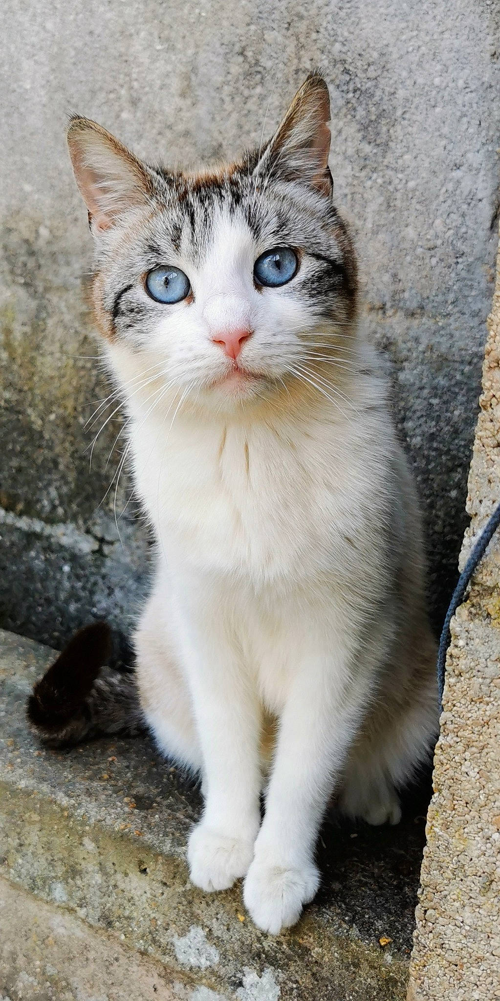 Mozzarella participe au concours pour gagner de l'argent avec cette photo : carnivore, cat, claw, collar, domestic_short_haired_cat, fawn, felidae, fur, paw, road_surface, small_to_medium_sized_cats, snout, tail, terrestrial_animal, whiskers, wildlife, window