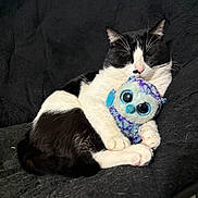 Nene is registered to the contest to win money with this photo: cat, tuxedo_cat, black_and_white, plush_toy, stuffed_animal, blanket, sofa, indoor, pet, paw, whiskers, fur, relaxed, cuddling, toy, close_up, portrait, comfortable, cute, sleepy