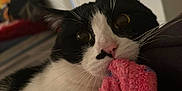 Nene is registered to the contest to win money with this photo: cat, tuxedo_cat, blanket, biting, whiskers, close_up, indoor, pet, pink_blanket, black_and_white, nose, big_eyes, doorway, bed, fabric, portrait, cozy, playful, fur, animal