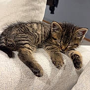 Willie is registered to the contest to win money with this photo: kitten, cat, tabby, sleeping, nap, paw, fur, sofa, couch, upholstery, indoor, living_room, close_up, pet, whiskers, cozy, relaxed, domestic_animal, young, cute