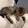 kitten, cat, tabby, sleeping, nap, paw, fur, sofa, couch, upholstery, indoor, living_room, close_up, pet, whiskers, cozy, relaxed, domestic_animal, young, cute