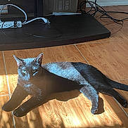 Celeste joined the competition — help win amazing prizes! animal, black_cat, cable, cat, domestic, electronics, feline, floor_tile, fur, home, indoor, laying_down, pet, quiet, relaxing, resting, shadow, shelf, sunlight, wooden_floor