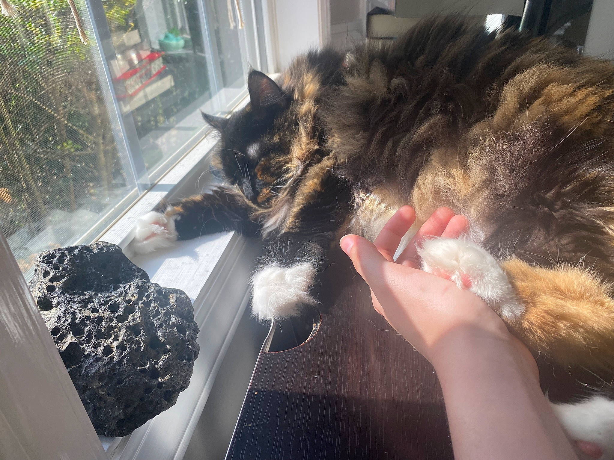 Itsy joined the competition — help win amazing prizes! canidae, carnivore, cat, claw, companion_dog, dog_breed, domestic_short_haired_cat, ear, fawn, felidae, fur, gesture, natural_material, paw, plant, small_to_medium_sized_cats, snout, sporting_group, tail, whiskers