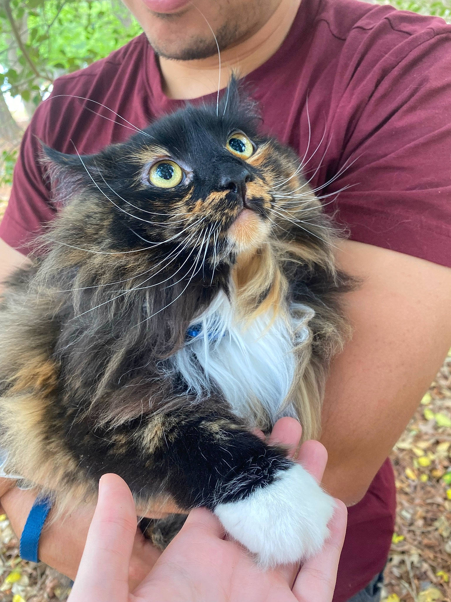 Itsy is registered to the contest to win money with this photo: beard, carnivore, cat, domestic_short_haired_cat, drinking, eyewear, fawn, felidae, finger, fur, gesture, grass, hand, nail, plant, small_to_medium_sized_cats, snout, sunglasses, t_shirt, whiskers