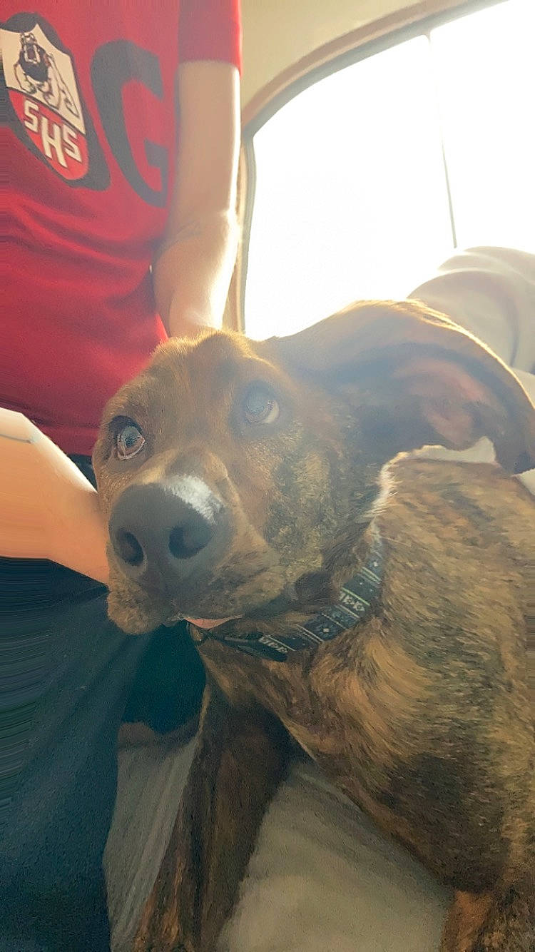 Moose joined the competition — help win amazing prizes! canidae, carnivore, companion_dog, dog, dog_breed, ear, fawn, fur, guard_dog, happy, mammal, snout, sporting_group, sunglasses, t_shirt, vertebrate, whiskers, working_animal, working_dog