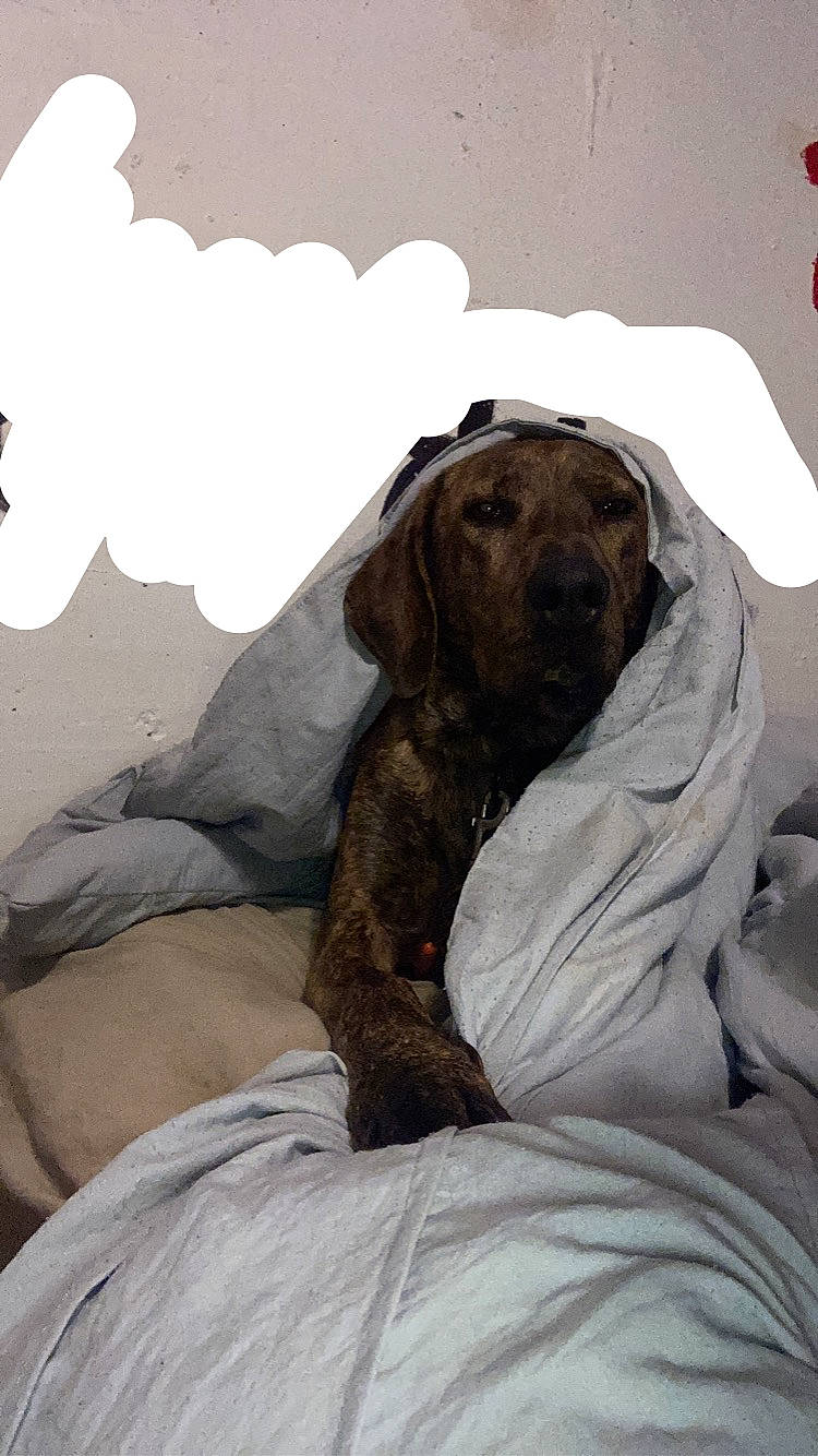 Moose joined the competition — help win amazing prizes! art, brown, canidae, carnivore, comfort, companion_dog, dog, dog_breed, fawn, fur, grey, guard_dog, linens, liver, room, sitting, snout, sporting_group, terrestrial_animal, working_animal