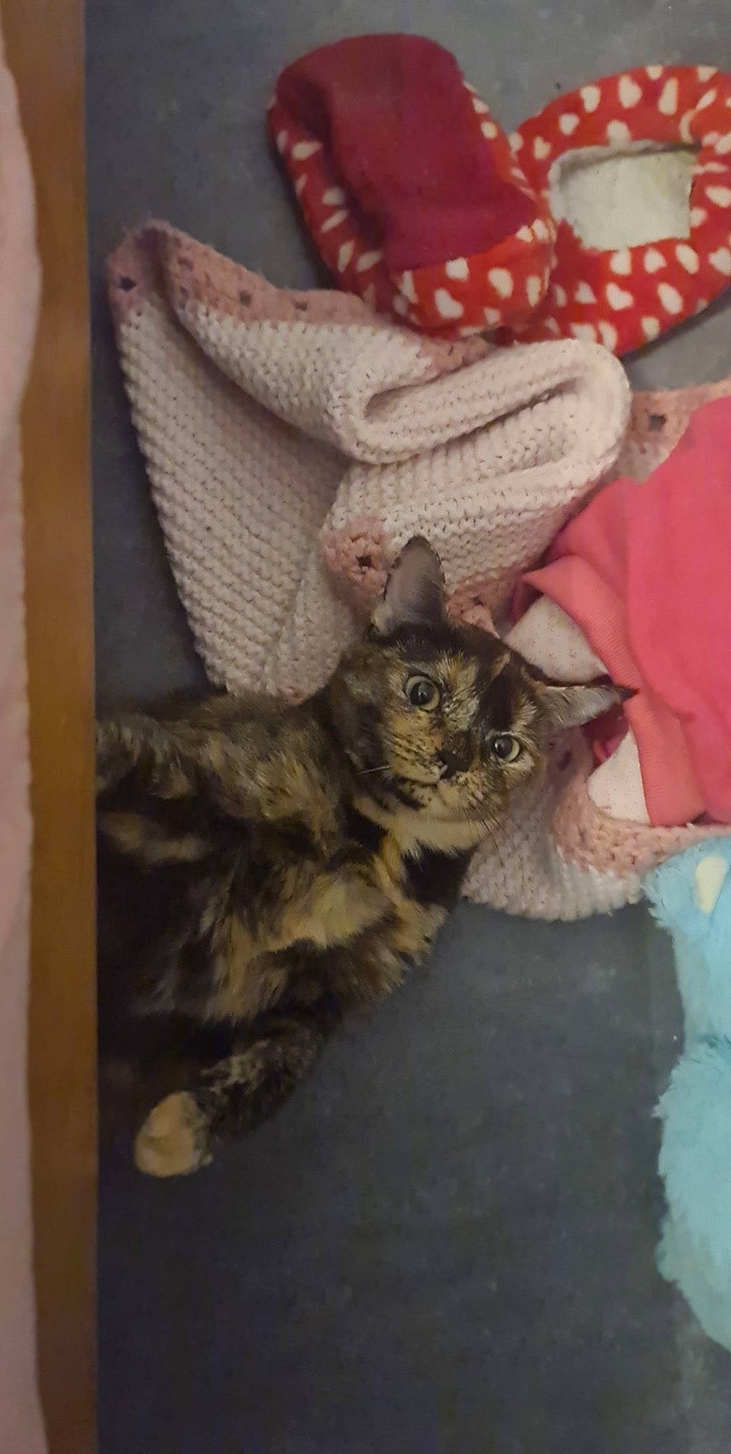 Canelle participe au concours pour gagner de l'argent avec cette photo : carnivore, cat, claw, comfort, domestic_short_haired_cat, fawn, felidae, fur, human_leg, linens, pattern, paw, small_to_medium_sized_cats, tail, whiskers