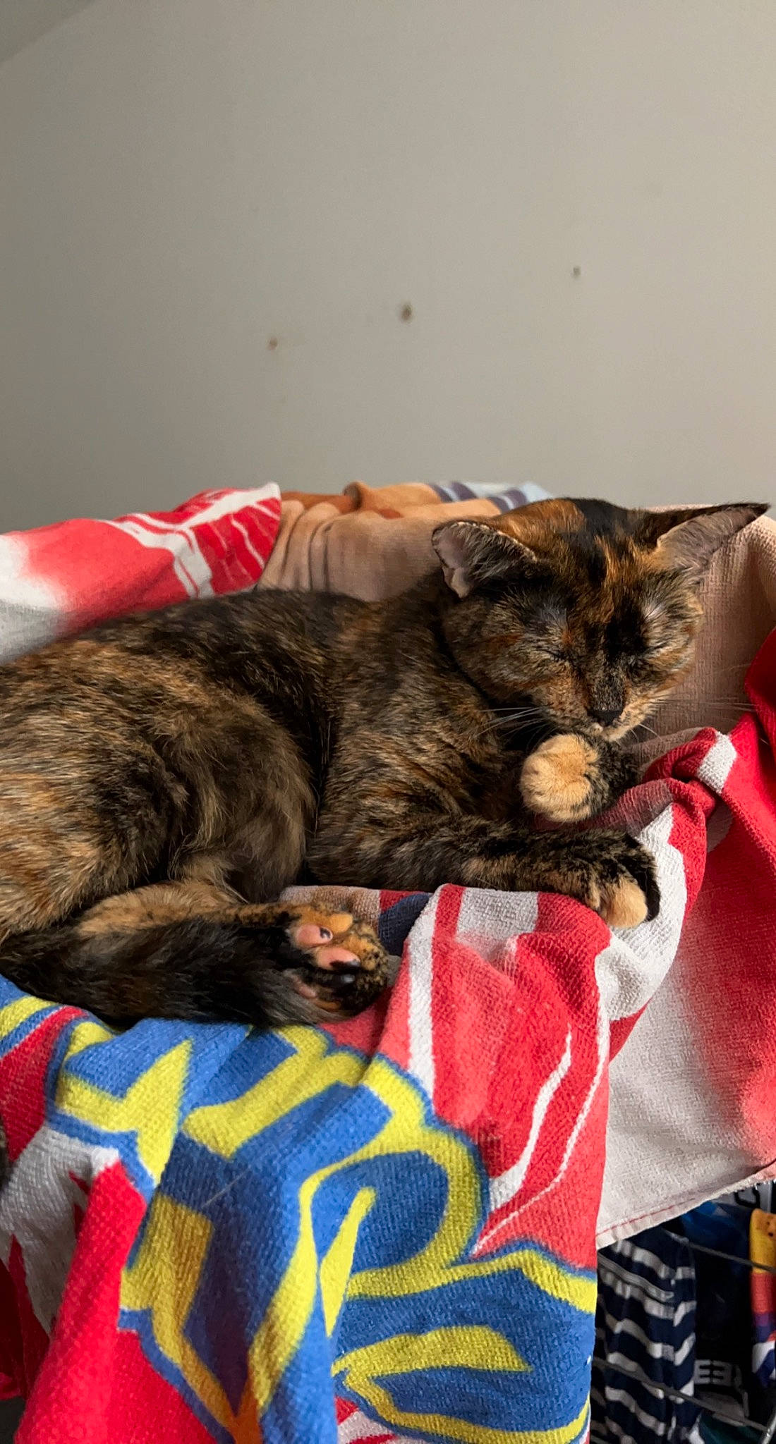 Canelle participe au concours pour gagner de l'argent avec cette photo : canidae, carnivore, cat, claw, comfort, domestic_short_haired_cat, felidae, fur, linens, nap, paw, sleep, small_to_medium_sized_cats, snout, tail, terrestrial_animal, whiskers