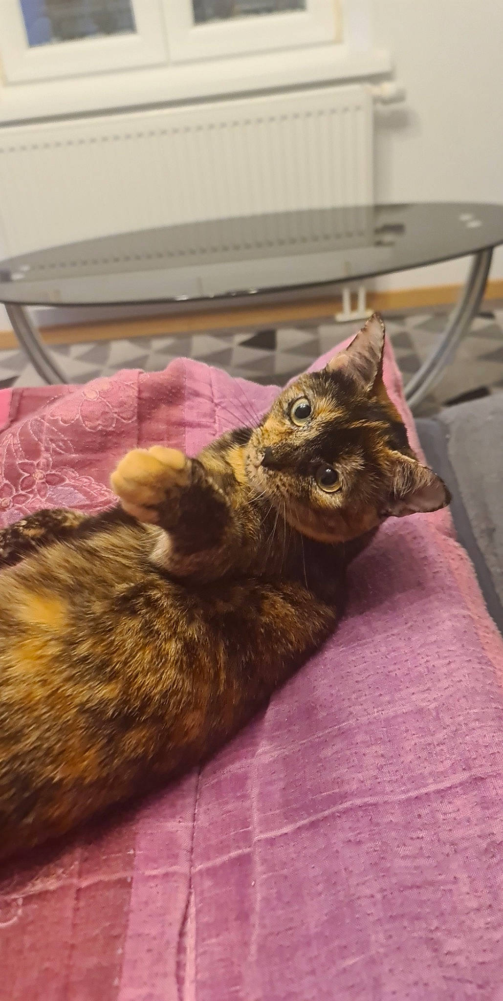 Canelle participe au concours pour gagner de l'argent avec cette photo : carnivore, cat, claw, comfort, domestic_short_haired_cat, fawn, felidae, fur, paw, small_to_medium_sized_cats, snout, tail, terrestrial_animal, whiskers