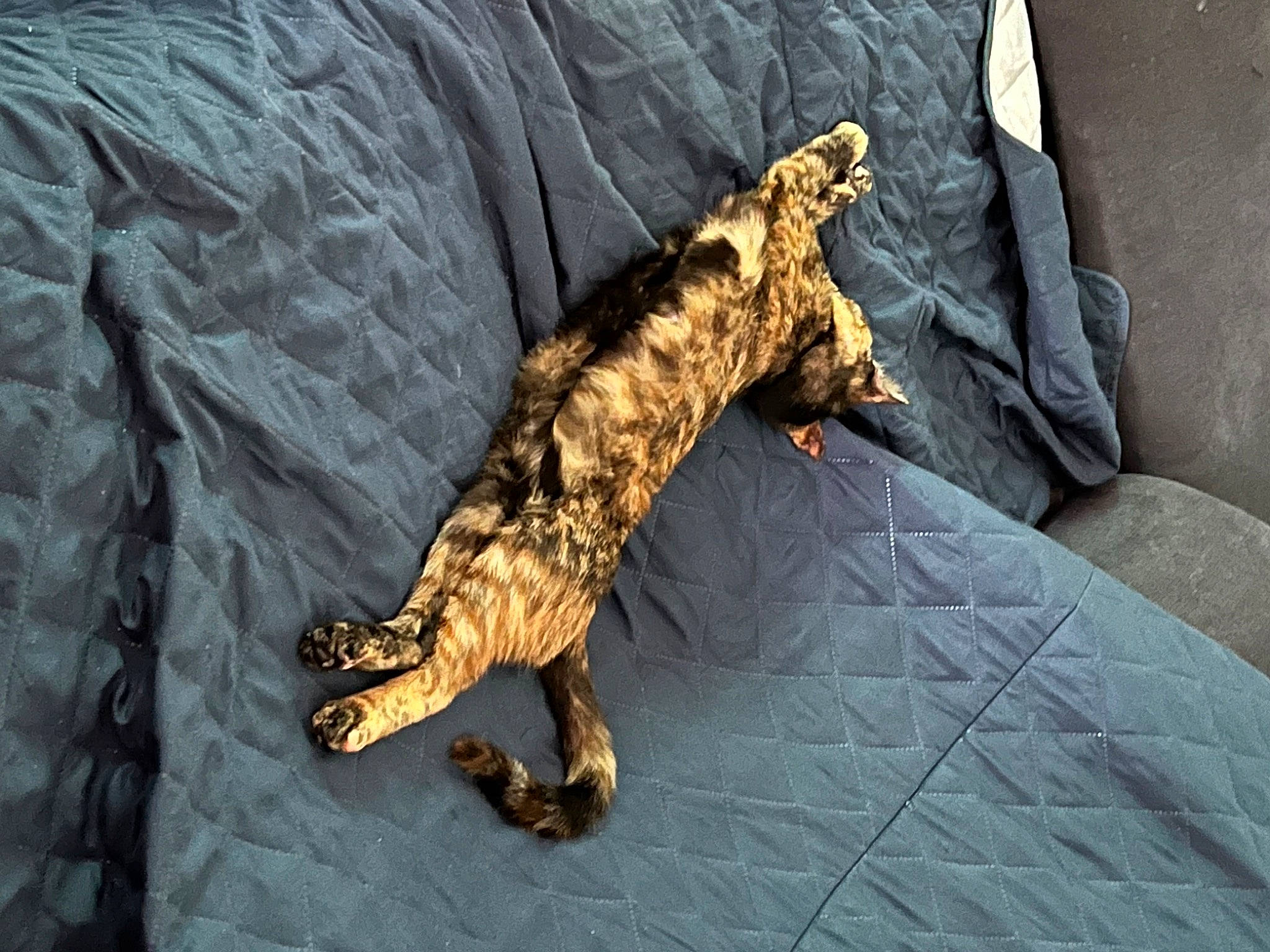 Canelle participe au concours pour gagner de l'argent avec cette photo : alligator, amphibian, big_cats, carnivore, claw, crocodile, felidae, iguania, leopard, lizard, nile_crocodile, organism, reptile, scaled_reptile, sleeve, small_to_medium_sized_cats, sporting_group, tail, terrestrial_animal, wildlife