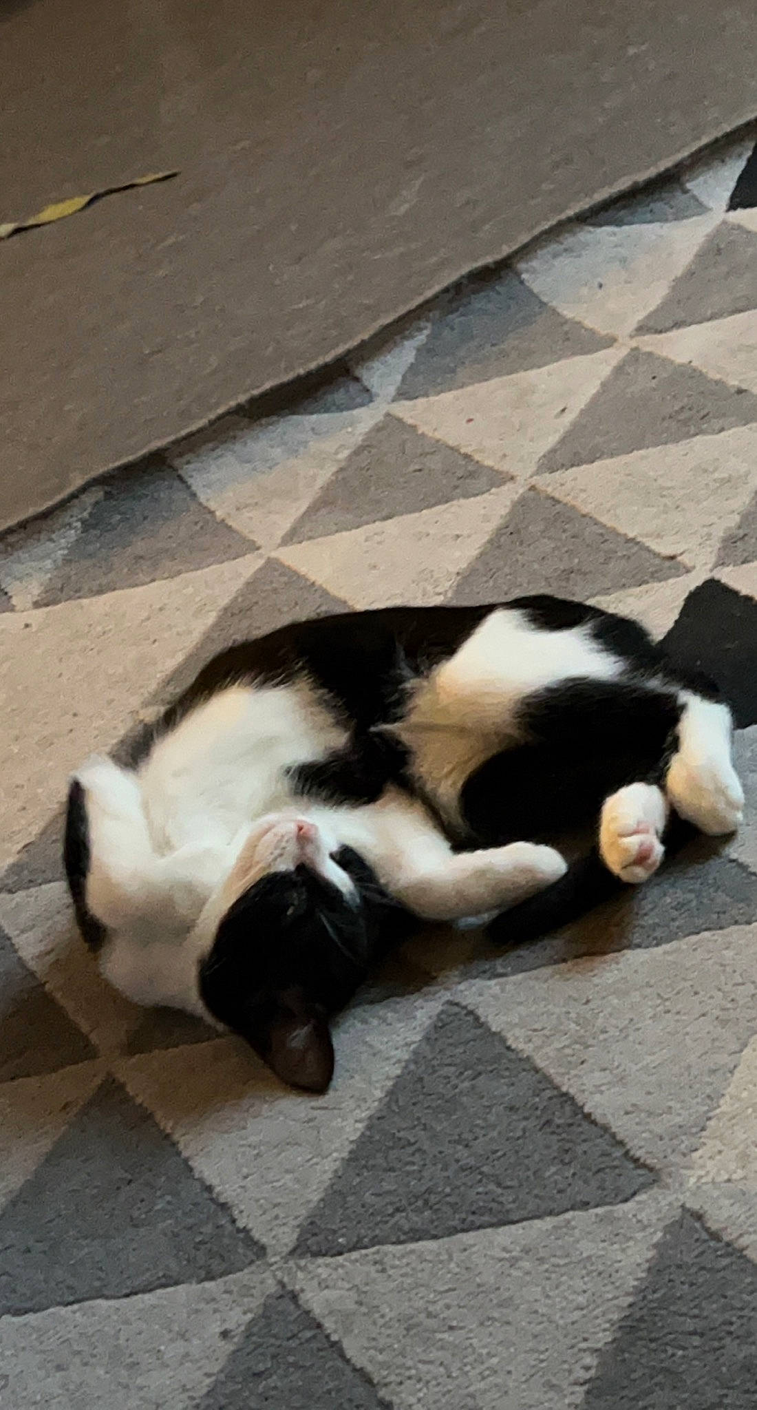 Jena participe au concours pour gagner de l'argent avec cette photo : canidae, carnivore, cat, claw, comfort, companion_dog, dog_breed, felidae, floor, flooring, fur, nap, road_surface, shadow, small_to_medium_sized_cats, snout, sporting_group, tail, terrestrial_animal, whiskers