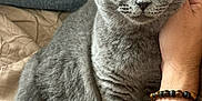 Mozart a rejoint le concours — aidez-le/la à gagner de superbes lots ! cat, scottish_fold, gray_fur, amber_eyes, pet, hand, bracelet, bed, quilt, cushion, indoor, feline, relaxed, fur, whiskers, animal, domestic, cozy, resting, cute