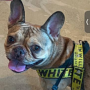 Jlo is registered to the contest to win money with this photo: animal, canine, close_up, cute, dog, ears, floor, french_bulldog, friendly, happy, harness, indoor, leash, looking_up, person, pet, portrait, sandals, tongue_out, yellow