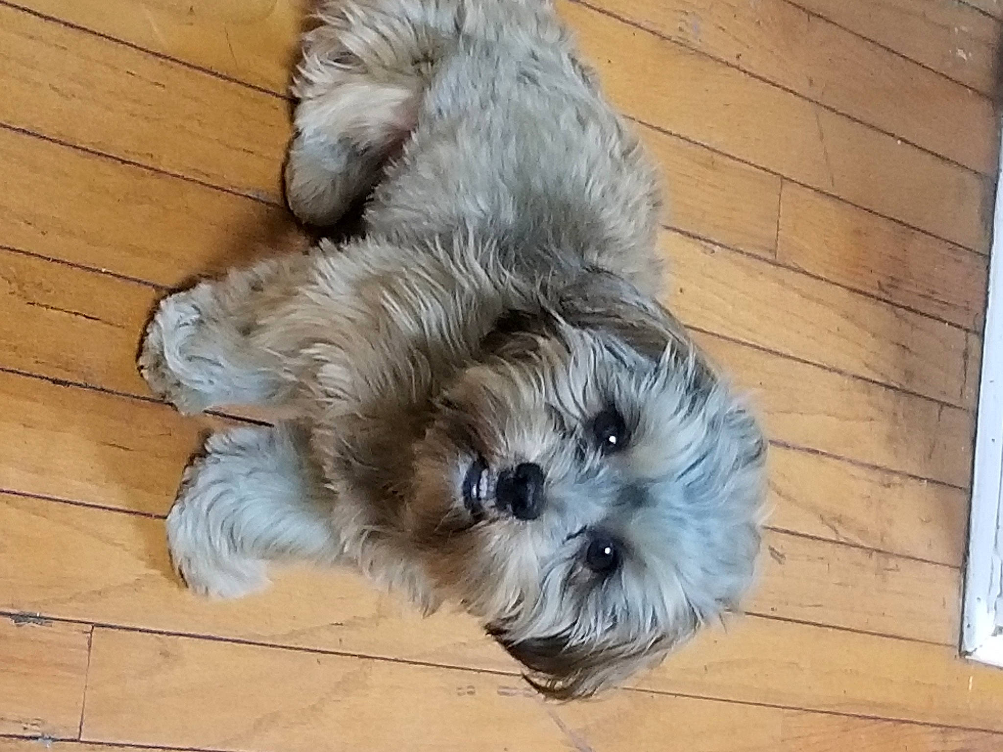 Cody is registered to the contest to win money with this photo: bolonka, canidae, carnivore, chinese_imperial_dog, companion_dog, dog, dog_breed, glen_of_imaal_terrier, kyi_leo, lhasa_apso, mammal, puppy, sapsali, schnoodle, shih_tzu, snout, sporting_lucas_terrier, terrier, tibetan_terrier, vertebrate