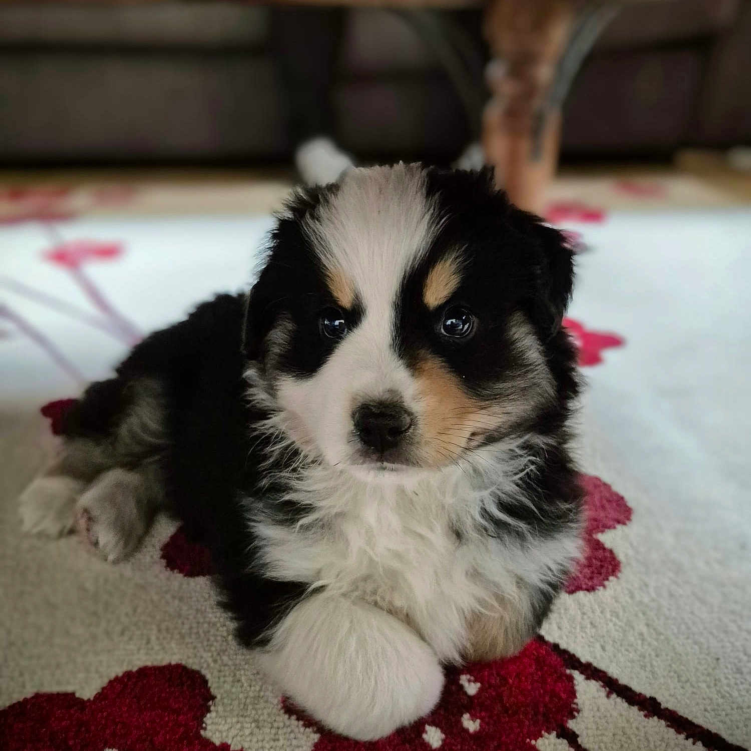 Vadrouille a rejoint le concours — aidez-le/la à gagner de superbes lots ! adorable, animal, black_and_white, brown, carpet, close_up, companionship, cute, dog, domestic, fluffy, fur, home, indoor, lying_down, pet, puppy, relaxing, soft, young