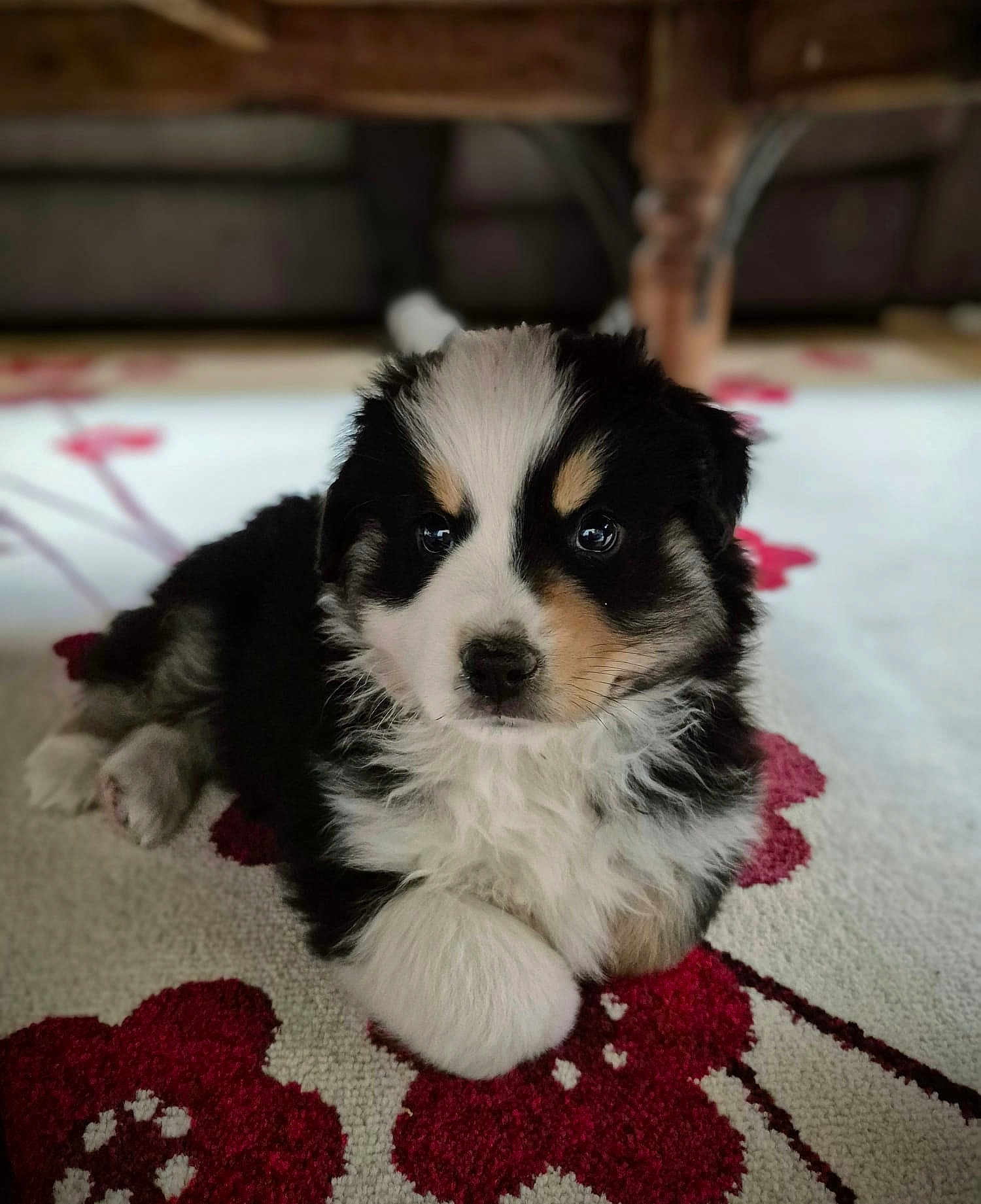 Vadrouille a rejoint le concours — aidez-le/la à gagner de superbes lots ! adorable, animal, black_and_white, brown, carpet, close_up, companionship, cute, dog, domestic, fluffy, fur, home, indoor, lying_down, pet, puppy, relaxing, soft, young