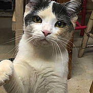 Ella is registered to the contest to win money with this photo: cat, feline, pet, white_fur, gray_fur, whiskers, paw, indoor, floor, chair, wooden_chair, curious, looking, animal, mammal, close_up, domestic_cat, cute, face, ears