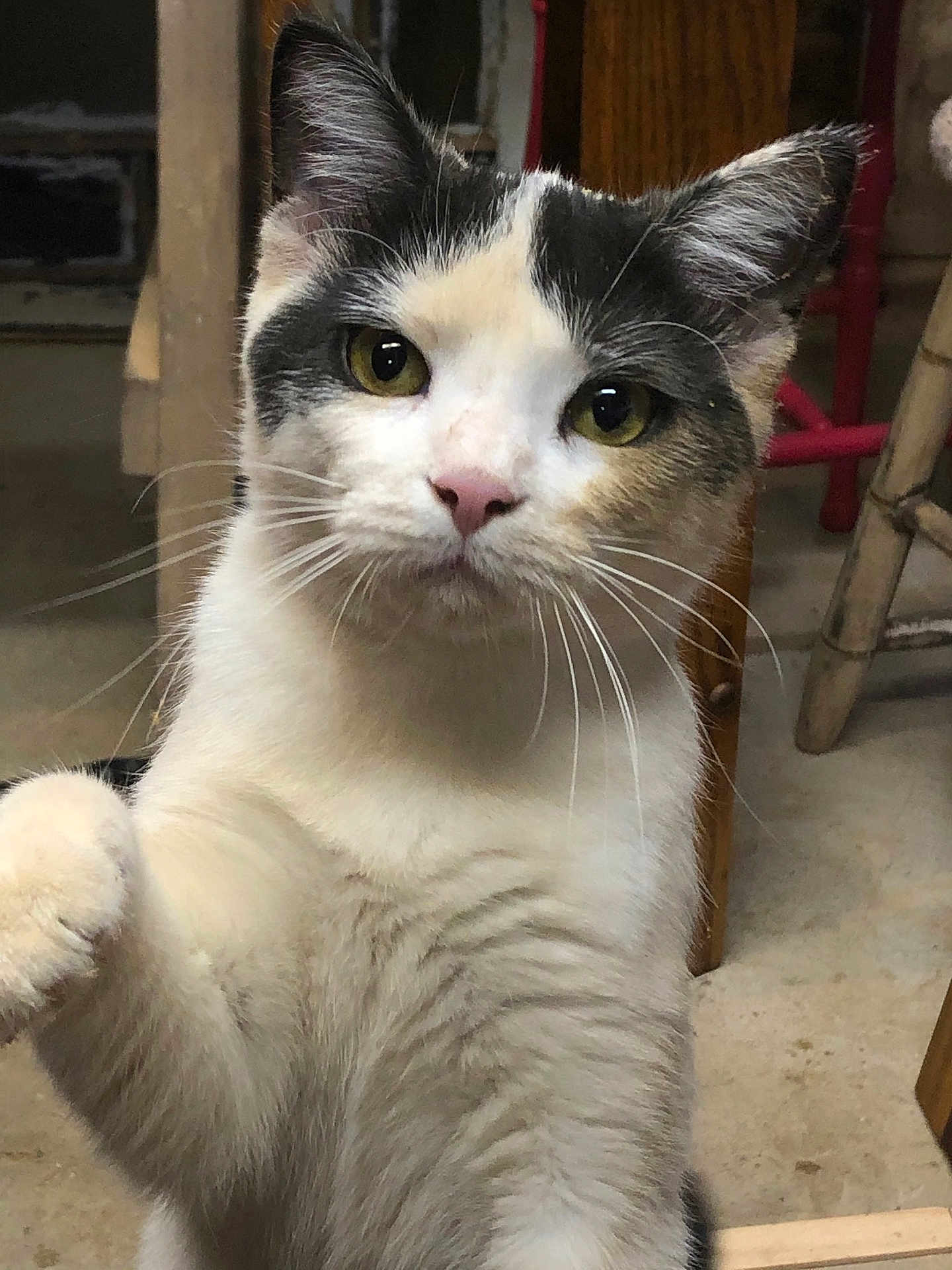 Ella is registered to the contest to win money with this photo: cat, feline, pet, white_fur, gray_fur, whiskers, paw, indoor, floor, chair, wooden_chair, curious, looking, animal, mammal, close_up, domestic_cat, cute, face, ears
