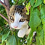 cat, tabby, animal, pet, whiskers, green_leaves, tree_branch, outdoor, nature, close_up, curious, feline, eye_contact, young_cat, adventure, wildlife, sunlight, flora, playful, leafy