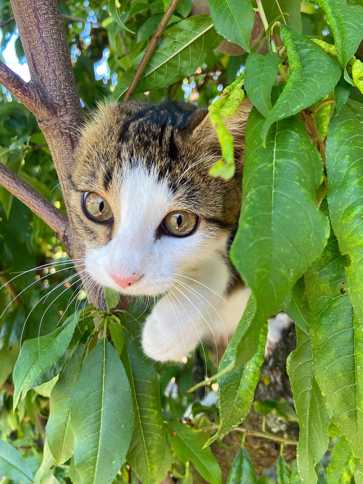 Bella a rejoint le concours — aidez-le/la à gagner de superbes lots ! cat, tabby, animal, pet, whiskers, green_leaves, tree_branch, outdoor, nature, close_up, curious, feline, eye_contact, young_cat, adventure, wildlife, sunlight, flora, playful, leafy