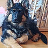 dog, puppy, german_shepherd, fluffy, indoor, floor, wooden_floor, pet, animal, cute, lying_down, ears, fur, crib, reflection, pink, home, cozy, young, looking