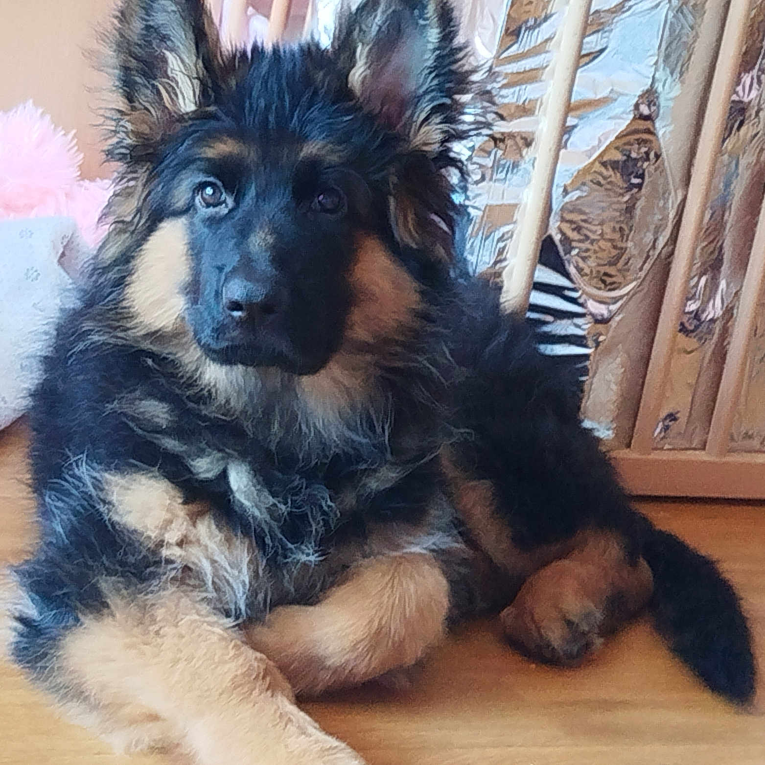 Beauty participe au concours pour gagner de l'argent avec cette photo : dog, puppy, german_shepherd, fluffy, indoor, floor, wooden_floor, pet, animal, cute, lying_down, ears, fur, crib, reflection, pink, home, cozy, young, looking