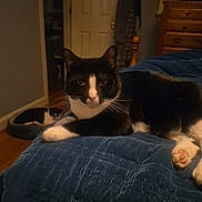 Zayden is registered to the contest to win money with this photo: animal, bedroom, black_and_white, blue_quilt, cat, cozy, domestic_animal, door, furniture, home, indoor, paw, pet_bed, quilt, relaxing, resting, sleeping, tuxedo_cat, whiskers, wooden_floor