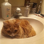 Celeste is registered to the contest to win money with this photo: animal, bathroom, cat, countertop, cozy, cute, domestic_animal, faucet, fluffy, fur, indoor, isopropyl_alcohol, orange_cat, pet, relaxed, resting, sink, soap_dispenser, toothbrush, toothbrush_holder