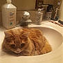 animal, bathroom, cat, countertop, cozy, cute, domestic_animal, faucet, fluffy, fur, indoor, isopropyl_alcohol, orange_cat, pet, relaxed, resting, sink, soap_dispenser, toothbrush, toothbrush_holder