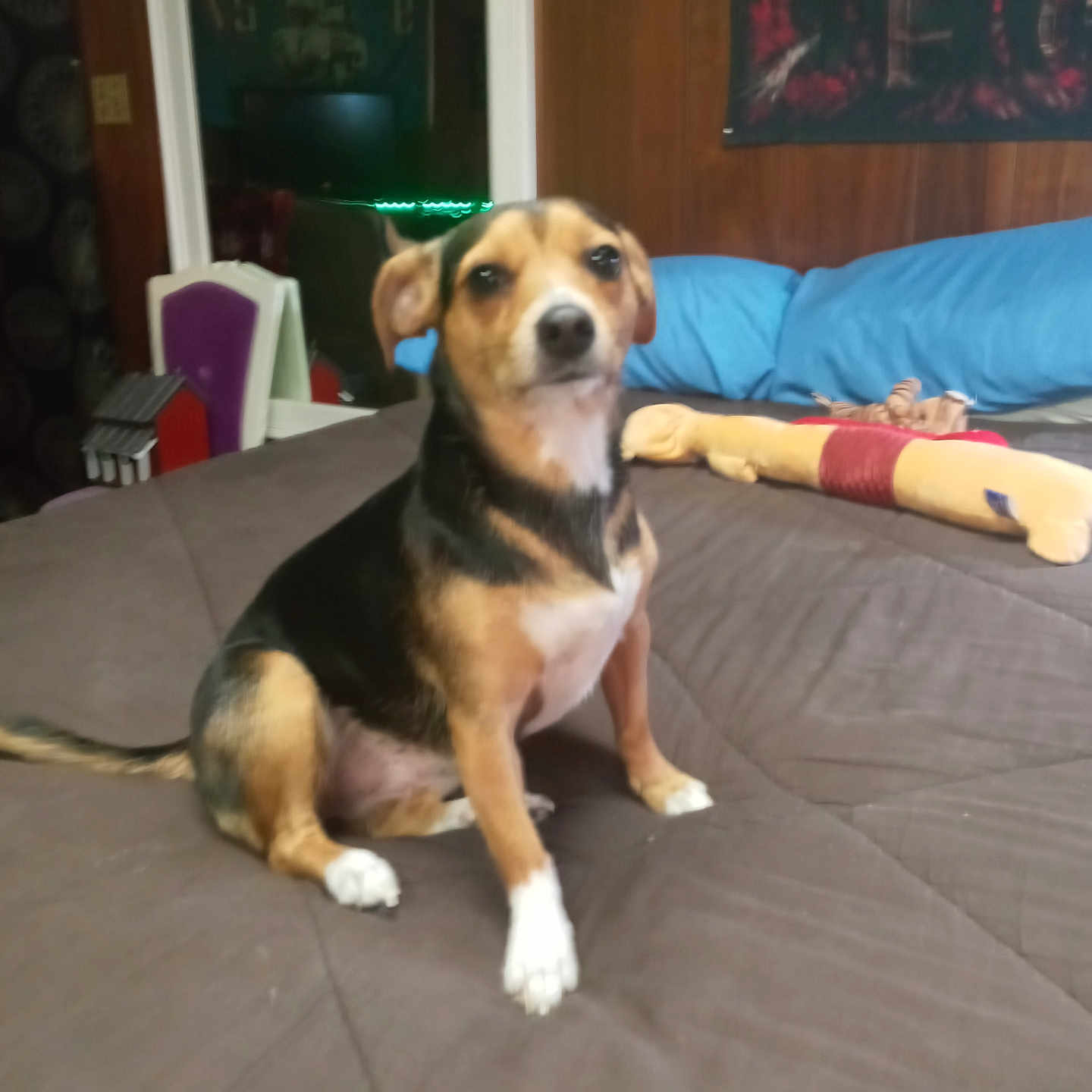 Georgia joined the competition — help win amazing prizes! adult, animal, architecture, beagle, building, canine, couch, cushion, dog, female, furniture, homedecor, hound, indoors, interiordesign, livingroom, person, pet, puppy, woman
