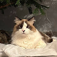 Ulka a rejoint le concours — aidez-le/la à gagner de superbes lots ! cat, fluffy, blue_eyes, white_fur, brown_fur, tree_branch, log, blanket, indoor, pet, relaxed, closeup, whiskers, nose, ears, fur, animal, cozy, soft, shadow