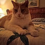 bed, bedroom, blanket, cat, close_up, cozy, dim_lighting, feline, furniture, headboard, indoor, lamp, orange_white, painting, paws, pet, portrait, quilt, resting, whiskers