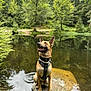 Blue participe au concours pour gagner de l'argent avec cette photo : dog, harness, rock, pond, water, grass, trees, forest, nature, outdoor, tattoo, arm, canine, sitting, happy, animal, reflection, greenery, wildlife, playful