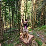 Blue a rejoint le concours — aidez-le/la à gagner de superbes lots ! dog, forest, tree_stump, nature, outdoor, canine, tongue_out, sunlight, trees, greenery, animal, wildlife, happy, pet, mammal, woodland, sitting, daylight, smiling, scenery