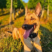 Blue participe au concours pour gagner de l'argent avec cette photo : dog, animal, pet, grass, outdoor, nature, sunlight, ears, tongue, collar, leash, happy, smile, canine, field, greenery, daylight, portrait, playful, relaxed