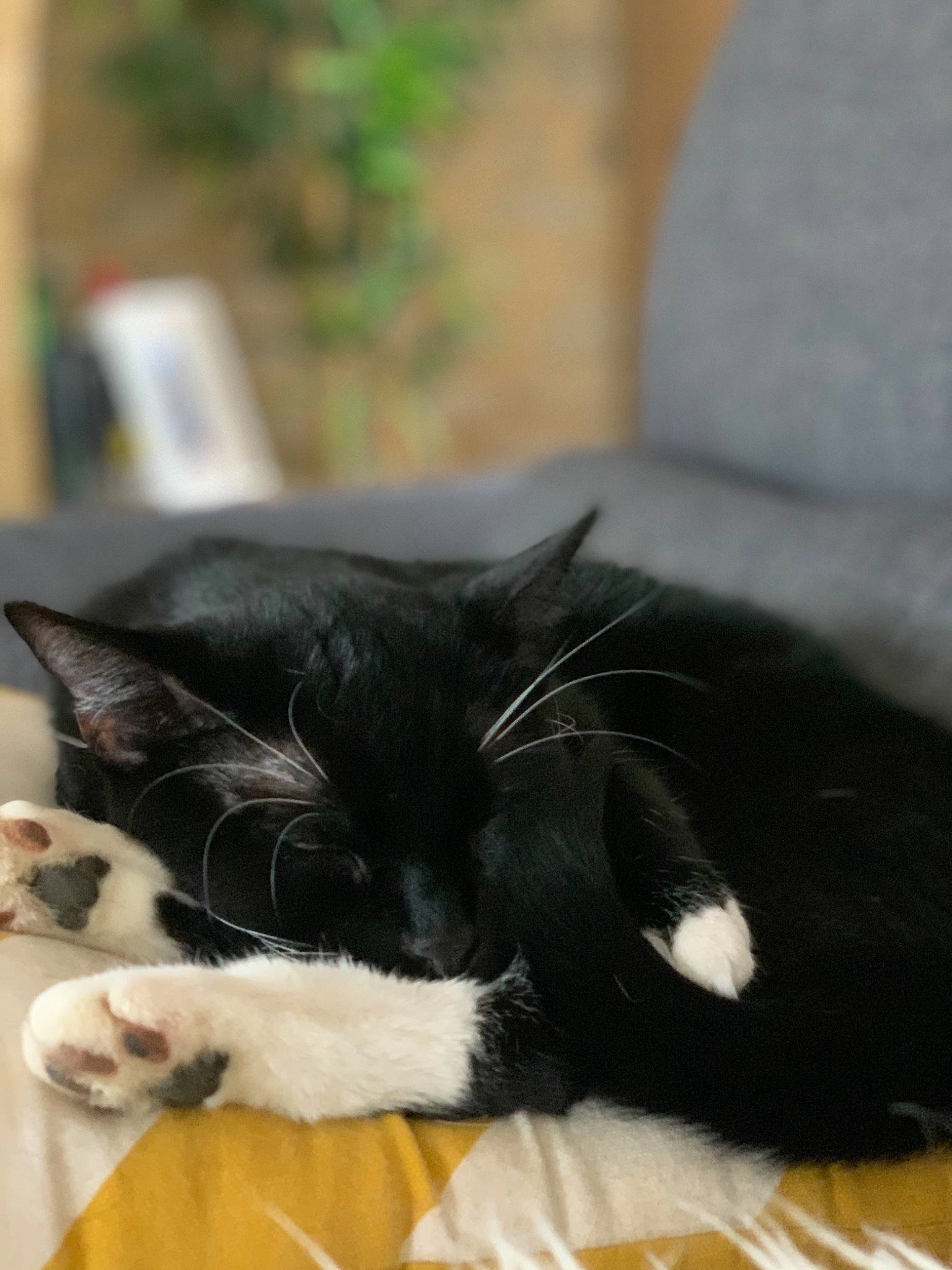 Praline participe au concours pour gagner de l'argent avec cette photo : carnivore, cat, claw, comfort, domestic_short_haired_cat, felidae, flooring, fur, grass, plant, small_to_medium_sized_cats, snout, tail, whiskers