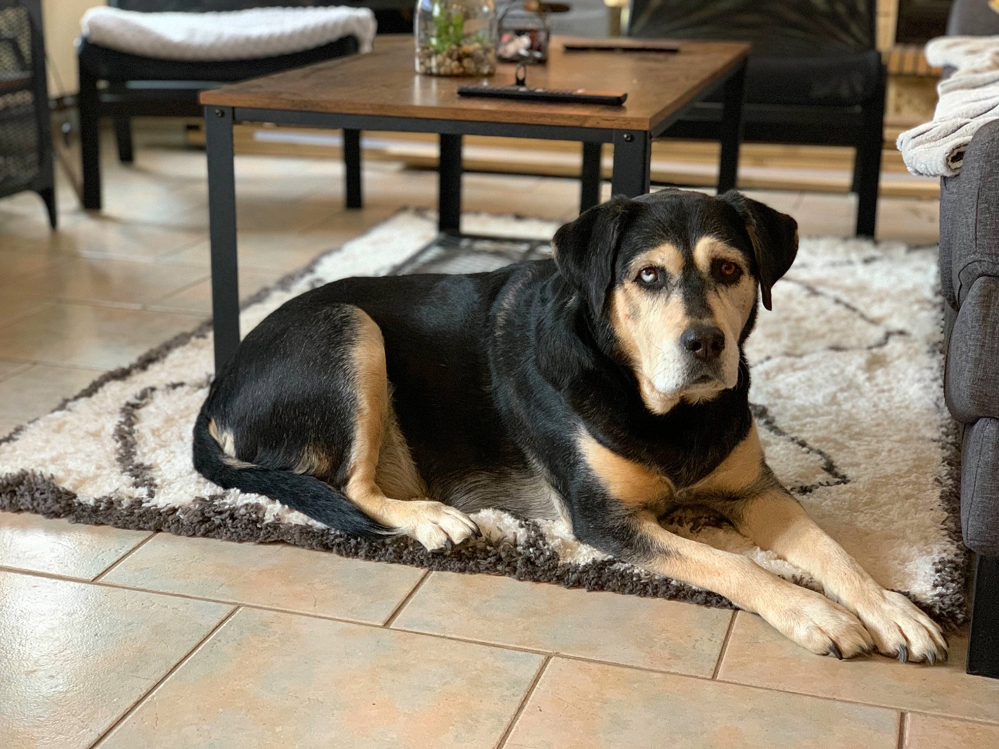 Havane a rejoint le concours — aidez-le/la à gagner de superbes lots ! canidae, carnivore, chair, coffee_table, companion_dog, dog, dog_breed, floor, flooring, fur, hardwood, kitchen_dining_room_table, sitting, snout, street_dog, table, tail, wood, working_animal, working_dog