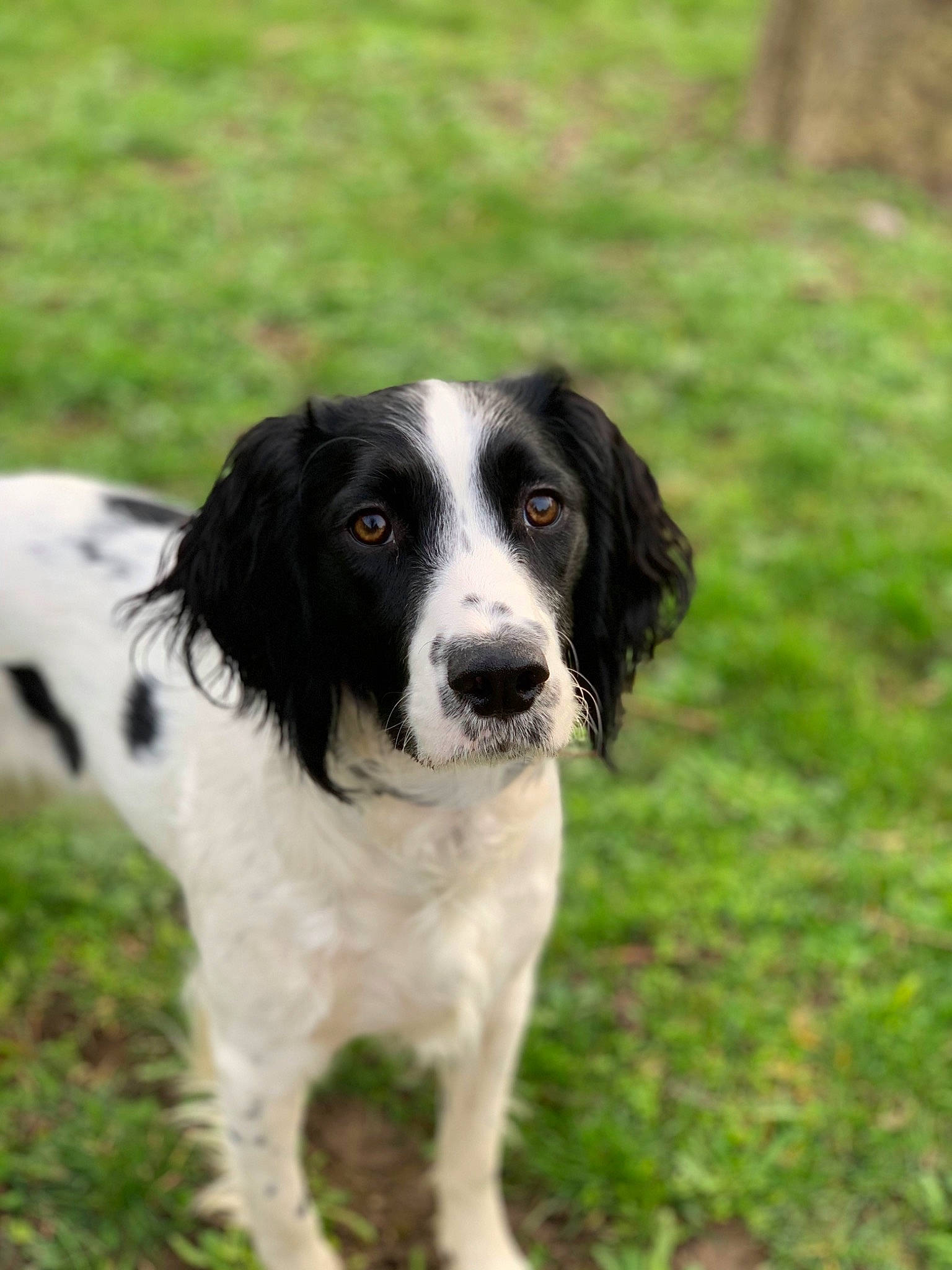 Louna participe au concours pour gagner de l'argent avec cette photo : canidae, carnivore, companion_dog, dog, dog_breed, grass, gun_dog, hunting_dog, plant, snout, sporting_group, terrestrial_animal, working_animal, working_dog