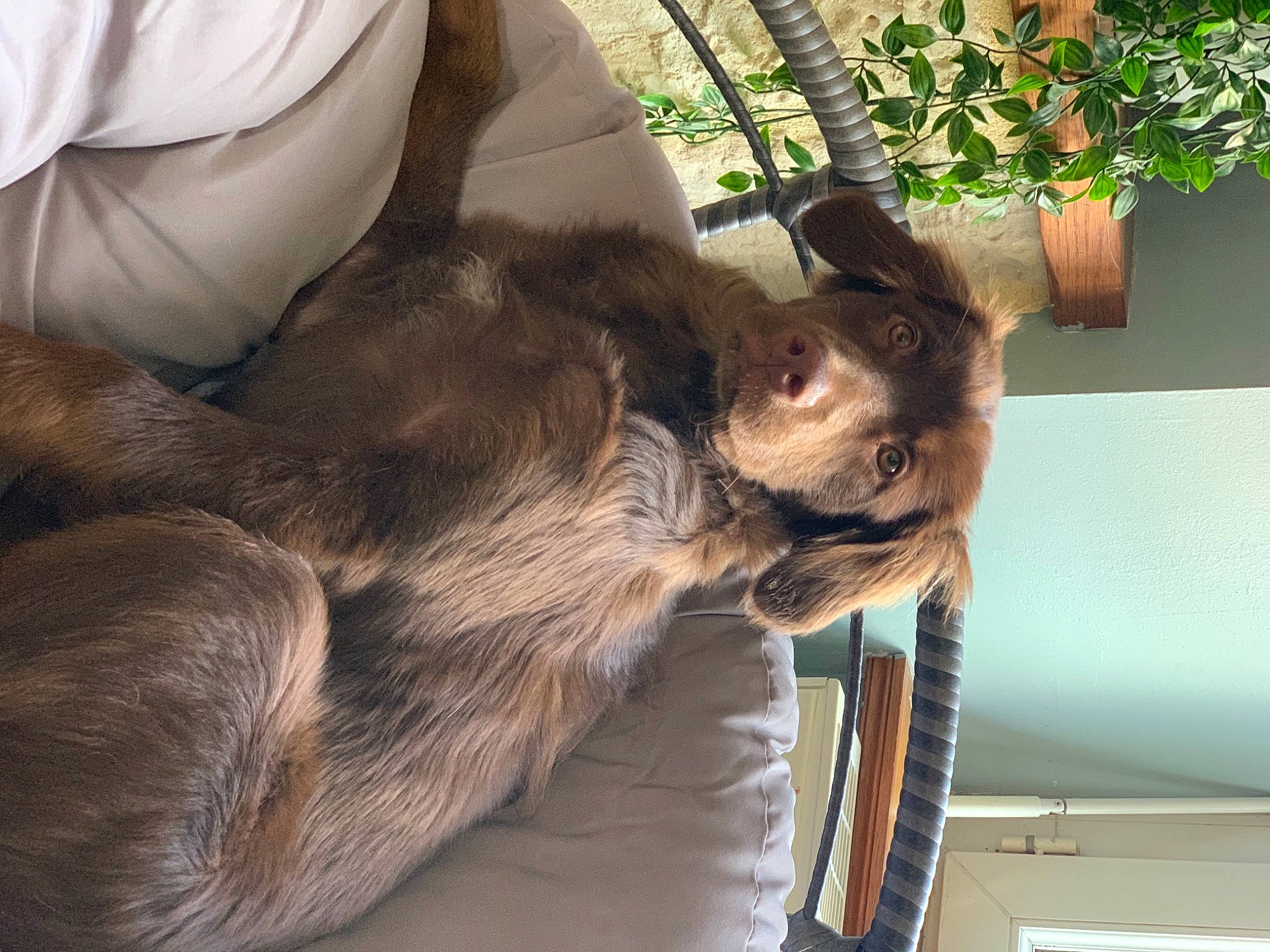 Romy participe au concours pour gagner de l'argent avec cette photo : canidae, carnivore, comfort, companion_dog, dog, dog_breed, ear, fawn, felidae, flowerpot, fur, houseplant, liver, paw, plant, small_to_medium_sized_cats, snout, sporting_group, tail, whiskers