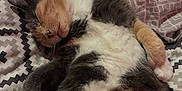 Mimi a rejoint le concours — aidez-le/la à gagner de superbes lots ! cat, sleeping, calico, pet, feline, cozy, blanket, indoor, resting, fur, animal, cute, whiskers, paw, soft, domestic, relaxed, pattern, comfort, nap