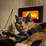 Mimi participe au concours pour gagner de l'argent avec cette photo : cat, calico_cat, fireplace, fire, indoor, pet, feline, cozy, relaxing, paw, fur, warmth, home, animal, mammal, resting, comfort, cute, closeup, domestic