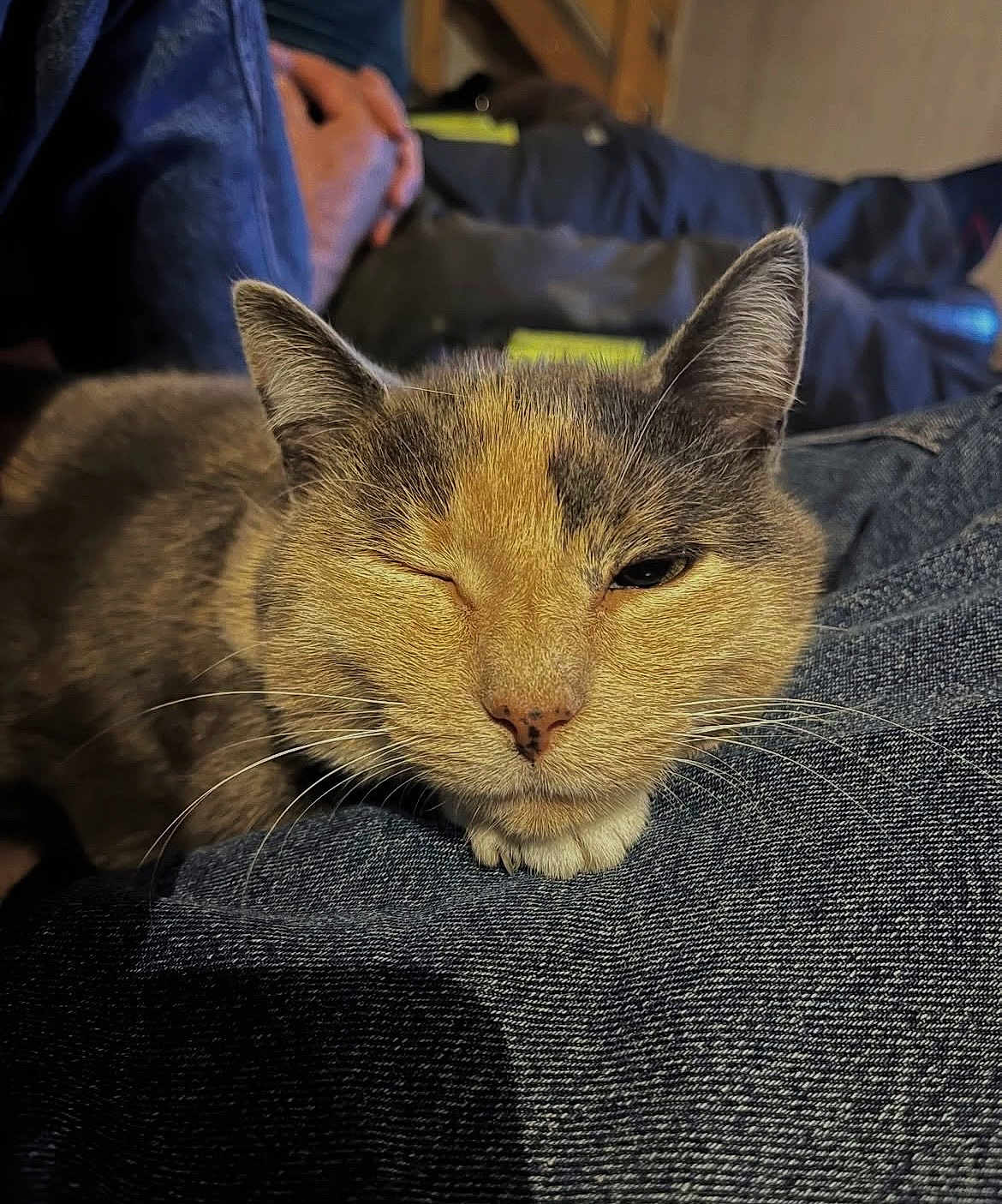 Mimi participe au concours pour gagner de l'argent avec cette photo : cat, winking, close_up, denim, whiskers, fur, pet, cozy, relaxed, indoor, human_hand, blurred_background, resting, cute, animal, feline, warm_lighting, portrait, soft_texture, casual