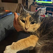 Mimi a rejoint le concours — aidez-le/la à gagner de superbes lots ! cat, hand, feline, pet, fur, paw, indoor, fireplace, television, couch, relaxing, cozy, person, home, comfort, orange_fur, gray_fur, white_fur, claw, resting