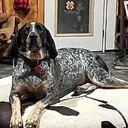 Georgia is registered to the contest to win money with this photo: dog, indoor, cushion, spotted, large_dog, lying_down, door, plaid_jacket, floor, collar, tag, coat, furniture, home, relaxed, pet, animal, carpet, resting, quiet