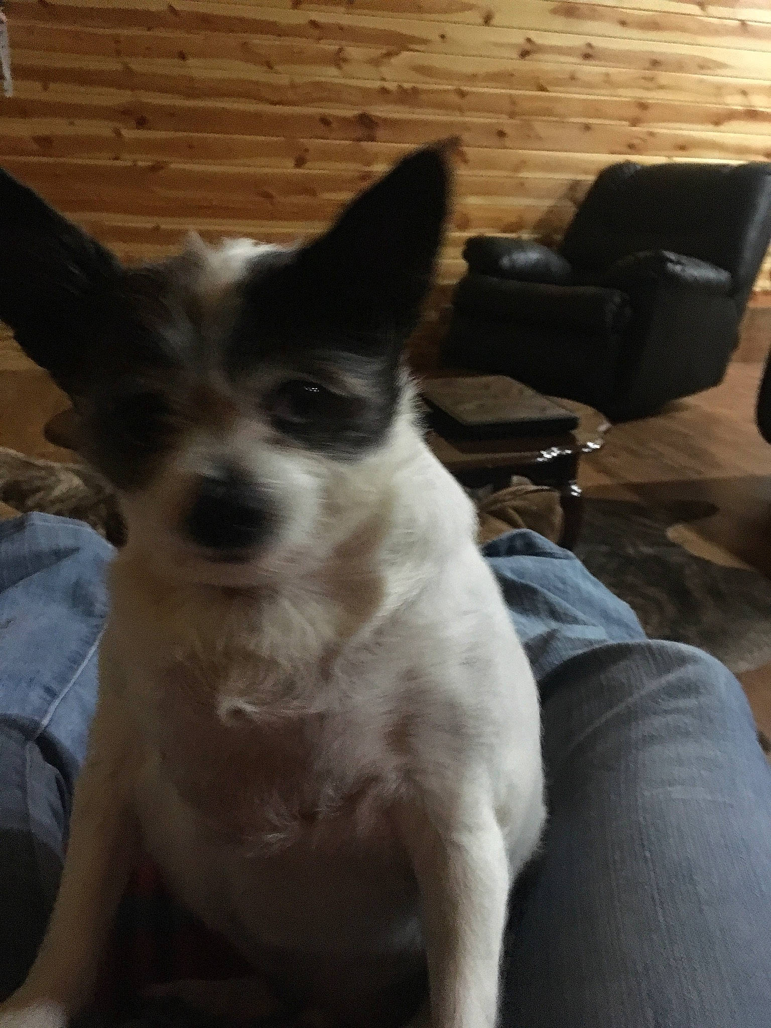 Buddy joined the competition — help win amazing prizes! canidae, carnivore, comfort, companion_dog, couch, dog, dog_breed, flooring, fur, hardwood, non_sporting_group, sleeper_chair, sporting_group, whiskers, wood, working_animal