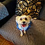 Tiny joined the competition — help win amazing prizes! dog, small_dog, pet, blue_clothing, couch, quilted_blanket, decorative_pillow, indoor, wooden_floor, happy, tongue_out, fur, cute, companion, animal, domestic, smiling, sitting, looking_up, home