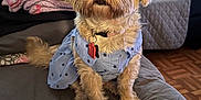 Tiny joined the competition — help win amazing prizes! dog, small_dog, pet, indoor, bedspread, quilted, blue_shirt, paw_prints, fur, folded_blankets, air_conditioner, door, floor, wood_floor, sitting, looking_up, cute, attentive, collar, tag