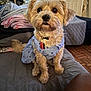 dog, small_dog, pet, indoor, bedspread, quilted, blue_shirt, paw_prints, fur, folded_blankets, air_conditioner, door, floor, wood_floor, sitting, looking_up, cute, attentive, collar, tag