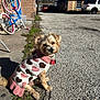 dog, sweater, hearts, outdoor, daylight, gravel, bicycle, brick_building, car, house, sunlight, pet, cute, small_dog, canine, collar, tag, sidewalk, blue_sky, residential_area