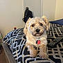 dog, pet, bed, bedroom, remote_control, carpet, backpack, indoor, furniture, small_dog, fur, collar, tag, resting, cute, domestic_animal, comfort, home, sleepy, animal